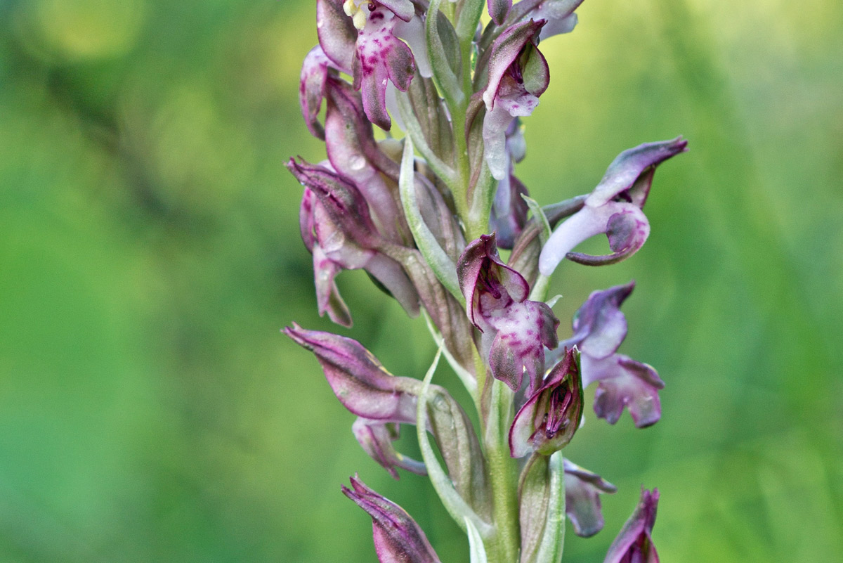 Anacamptis cariophora